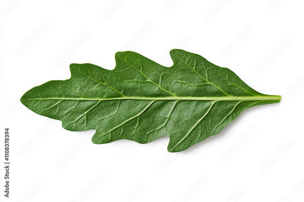 Obraz premium Detailed close-up of a vibrant green arugula leaf on white background