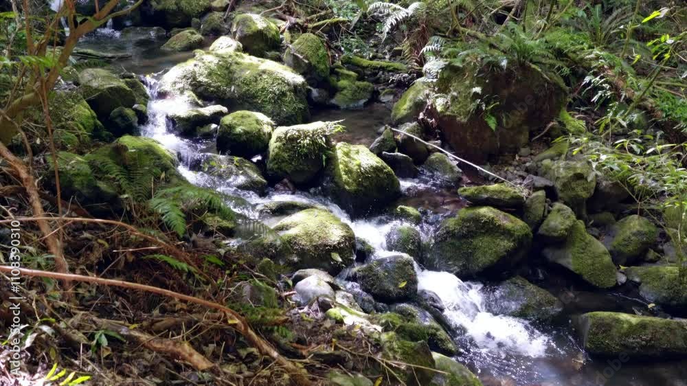 Nicols Creek Riverbed with Green Ferns and Lush Mosses: Serene Forest Scene Nicols Creek Riverbed with Green Ferns and Lush Mosses: Serene Forest Scene