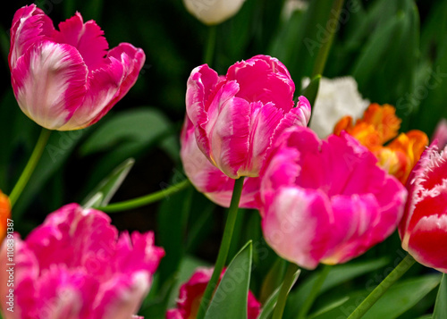 Pink & White Tulips