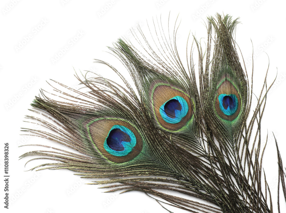 Obraz premium Three beautiful peacock feathers isolated on white