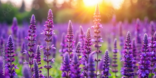 Purple flowering salvia plant in a field on a sunny spring day, purple, flowering, salvia, plant, green, leaves, grassy field
