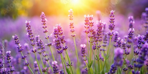 Lavender flowers blooming in a beautiful summer nature background, lavender, flowers, summer, nature, blooming, fragrant