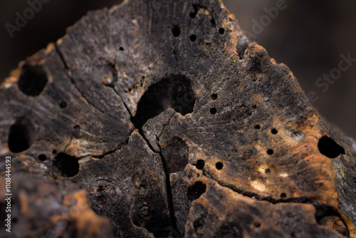 Macro of Wood