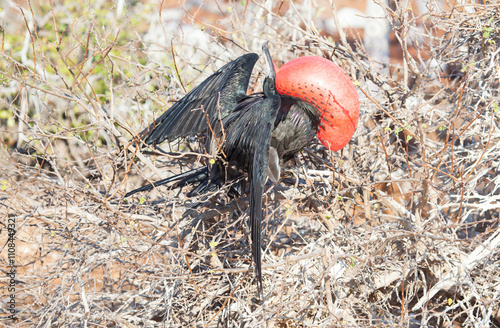 Closeup of a magnificent frigate bird in Galapagos photo