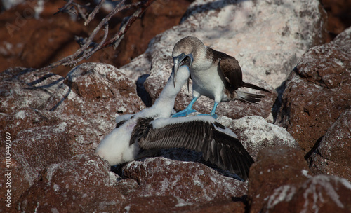 Baby blue footed booby chick sticks its head inside its mothers throat to get food in the Galapagos Islands