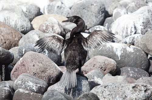 Flightless cormorant, a bird only found in the Galapagos Islands, rest on the rocky shore, basking in the sun while drying its wings after a swim in the ocean. photo