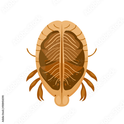 Detailed illustration of a freshwater crayfish showcasing anatomical features and color