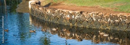 Migrating Mallard Duck Wintering in the Ala Moana Park Lagoon in Honolulu, Hawaii. photo