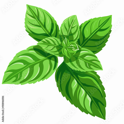 Fresh basil leaves spread out on a white background showcasing vibrant green color and texture