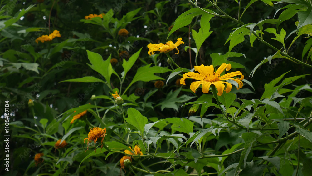 Fototapeta premium Bright yellow Mexican sunflowers are seen growing among dense green foliage. The wide-open petals stand out against the natural green background.
