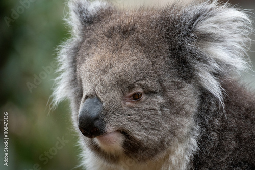Photography Portrait of a koala