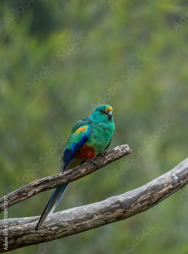 Konstfotografi Mulga Parrot on a branch