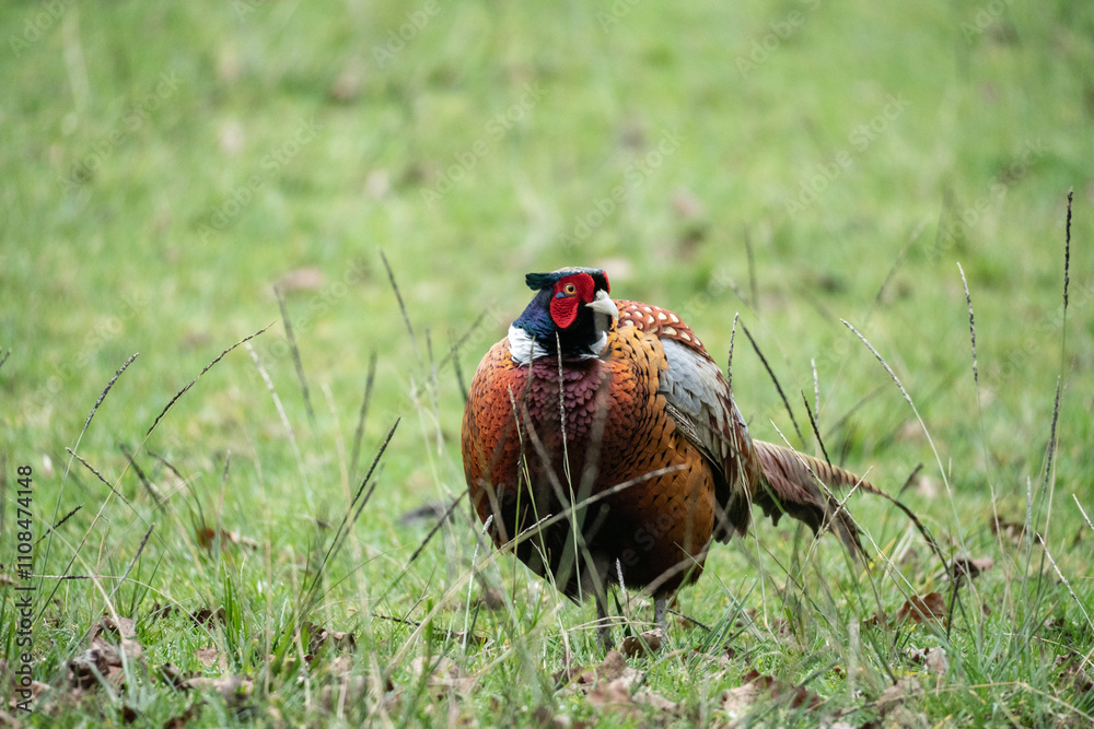 Fototapeta premium Male Pheasant in a Feild