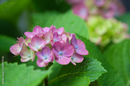 紫陽花の花