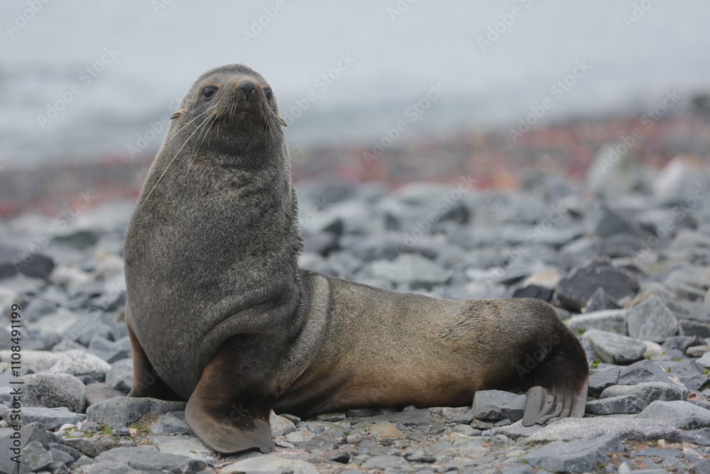 Fototapeta premium Antarctic Fur Seal