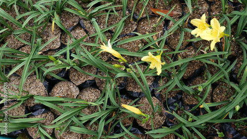 Several small yellow Daylily flowers blooming among green foliage and rocky soil. photo