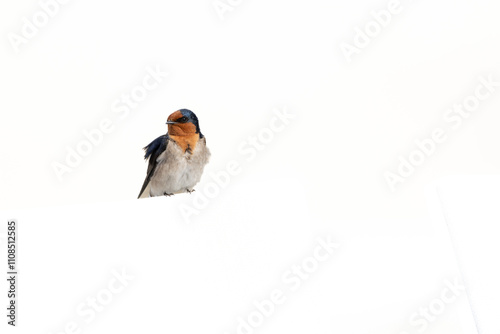 Welcome swallow photo