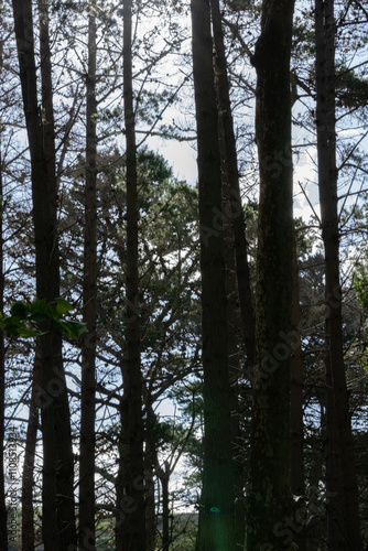 Vertical image of tall pine tree trees back-lit byt afternoon sun photo