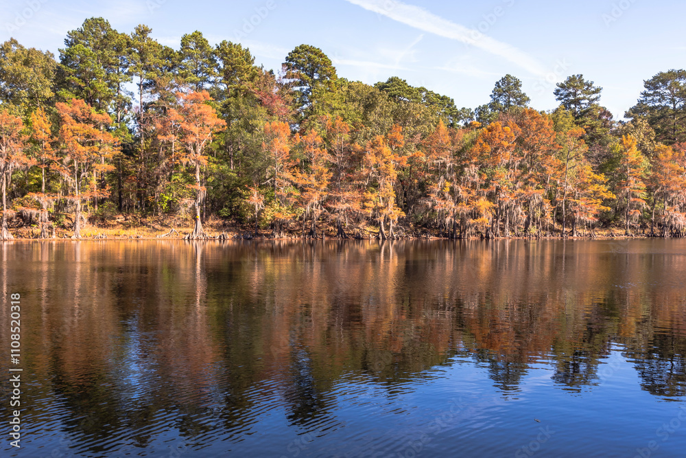 Obraz premium Natural Caddo Lake in Texas. Cypress trees covered with Spanish moss in autumn colors