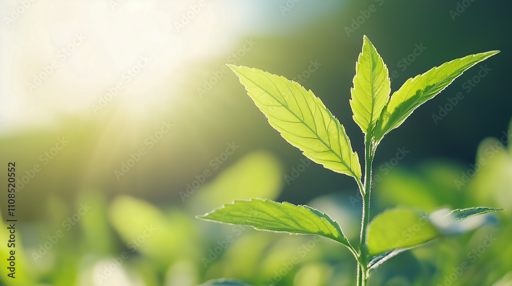 Fototapeta premium Young Plant in Sunlight 