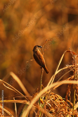 beautiful scaly breasted munia or spice finch or nutmeg mannikin (lonchura punctulata) in paddy field, countryside of west bengal in india photo