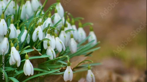 Spring Snowdrops emerge from the snow, showcasing delicate white blossoms amidst winter's icy embrace photo