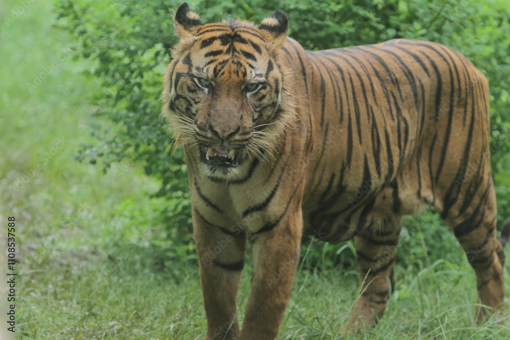 Obraz premium A sumatran tiger standing in the grass while observing the surroundings