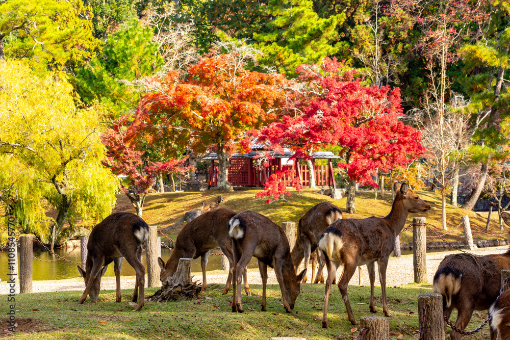 Wild deer in Nara park in autumn, Japan