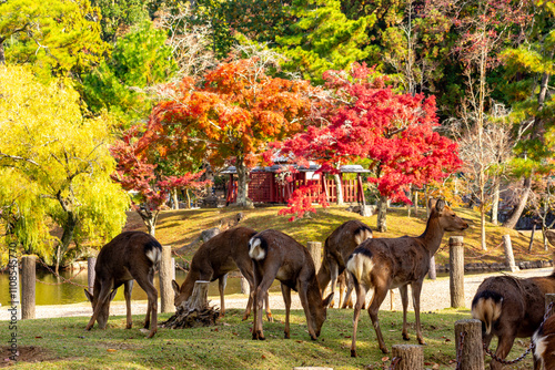 Obraz na płótnie Wild deer in Nara park in autumn, Japan w salonie