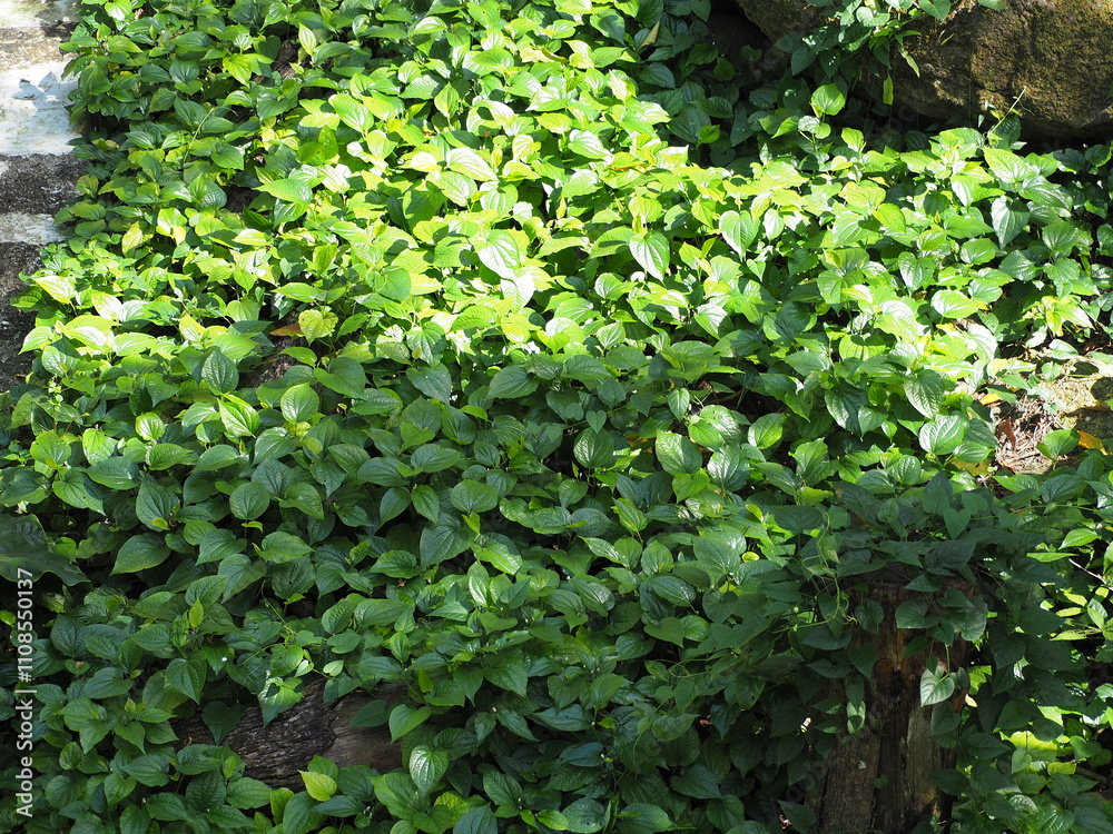 Fototapeta premium Wildbetal leafbush grown all over garden, popularly eaten as fresh vegetable.Herbaceous plant with erect or creeping stems along ground. Green leaves are heart-shaped and have slightly spicy flavor.