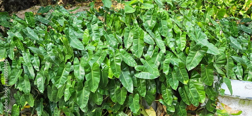 Philodendron is planted in garden. Philodendron bipinnatifidum Endl. Large, shiny, bright green vine. Base is heart-shaped, with wavy edges. Leaves are thick, smooth, shiny, dark green. 
 photo