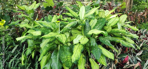 Dumb Cane leaves have light to dark green surface with white spots or dots on surface of leaf. Dieffenbachia leaves have a long, slender shape, similar to a paddle, home difenbahya popular ornamental  photo