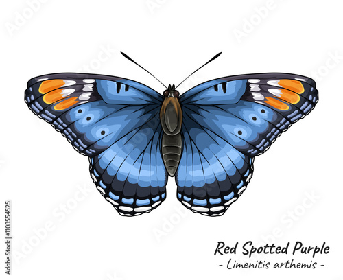 Red Spotted Purple Butterfly vector illustration 2
