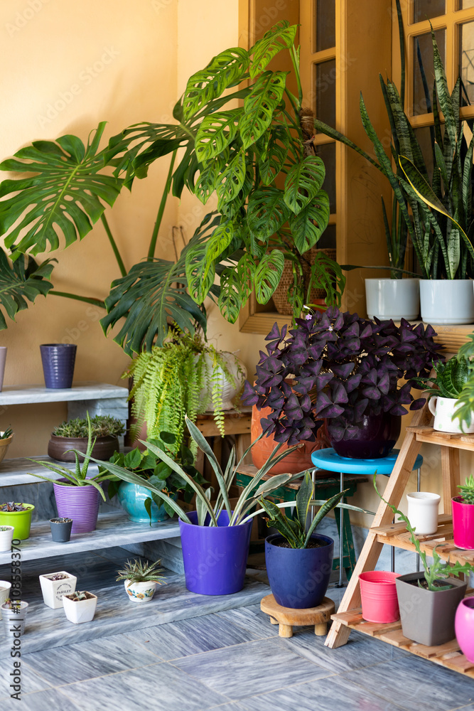Fototapeta premium Creative indoor plant display of home garden filled with a lot of beautiful indoor plants, cacti and succulent plants in different color pots.
