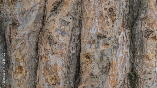 The trunk and bark of the Paperbark Tree  Melaleuca linariifolia. Close-up. Beige thin layers peel off. The texture. Mauritius. photo