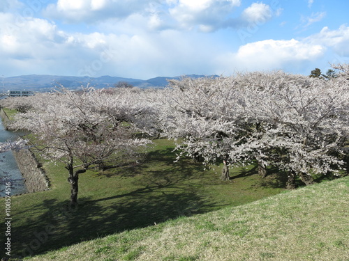 桜が美しい春の函館五稜郭（低塁・堀）