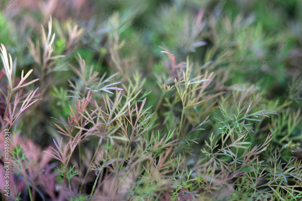 Obraz premium This is an elegant closeup of vibrant, delicate green foliage that perfectly showcases its natural beauty