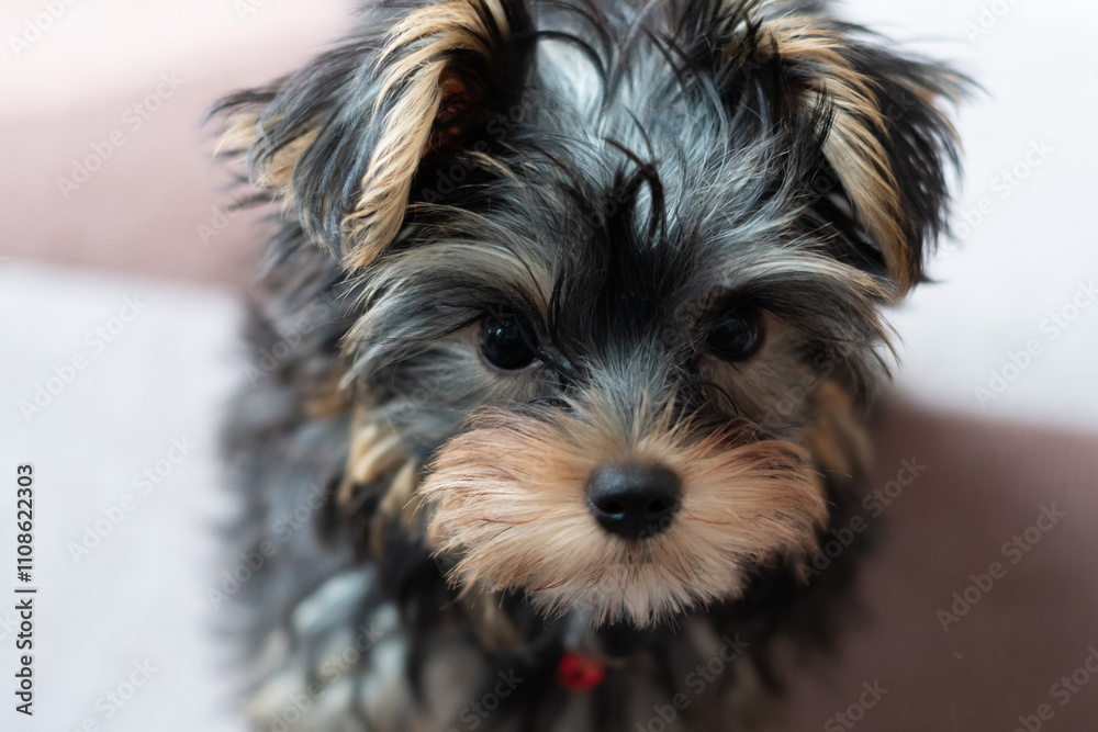 見つめる可愛い飼い犬