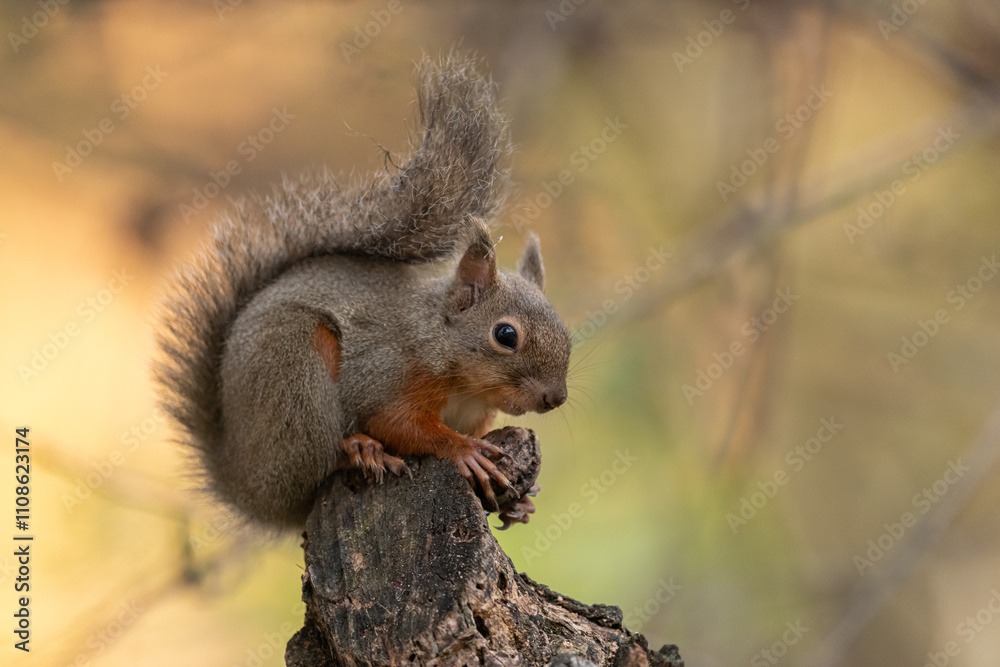 Obraz premium 木の上で木の実を食べるニホンリス