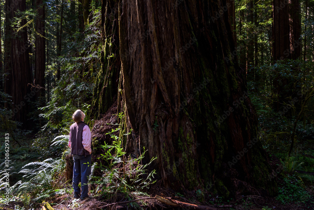 Fototapeta premium A Walk Among Giants: Hiking Adventures in Redwood National Park