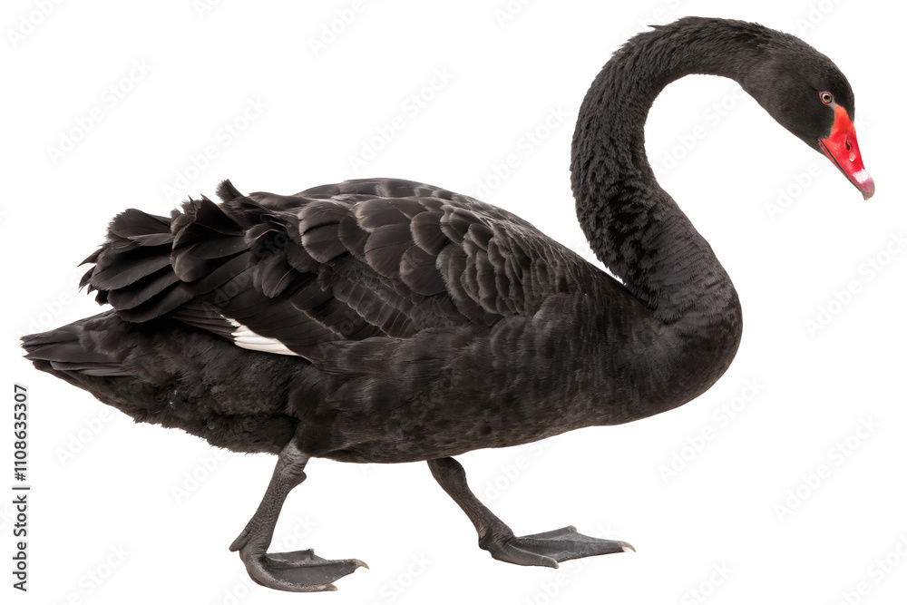 Fototapeta premium Black Swan. 