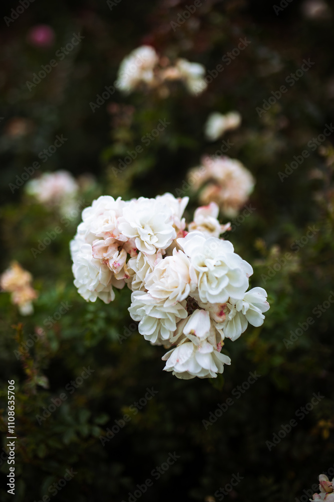 Fototapeta premium Bushes of delicate white rose bushes. Cloudy day in the garden. 