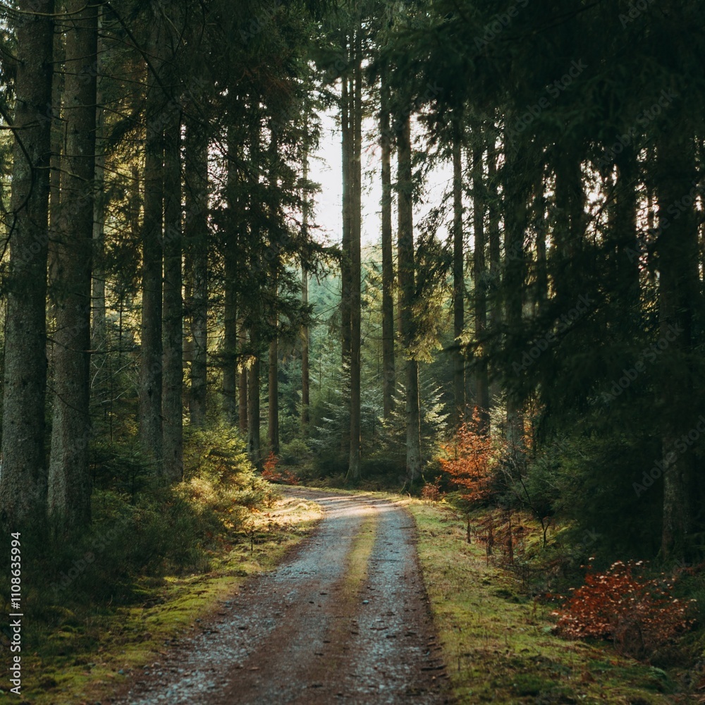 Obraz premium path in the woods