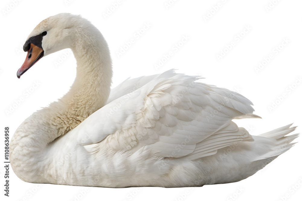 Fototapeta premium White Swan. PNG.