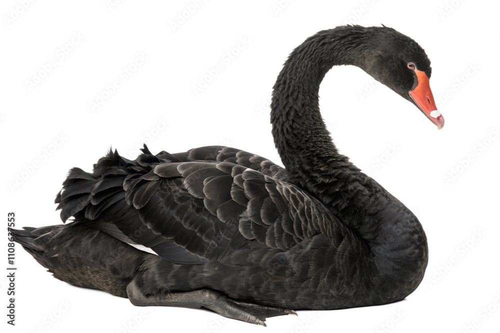 Fototapeta premium Black Swan. PNG.