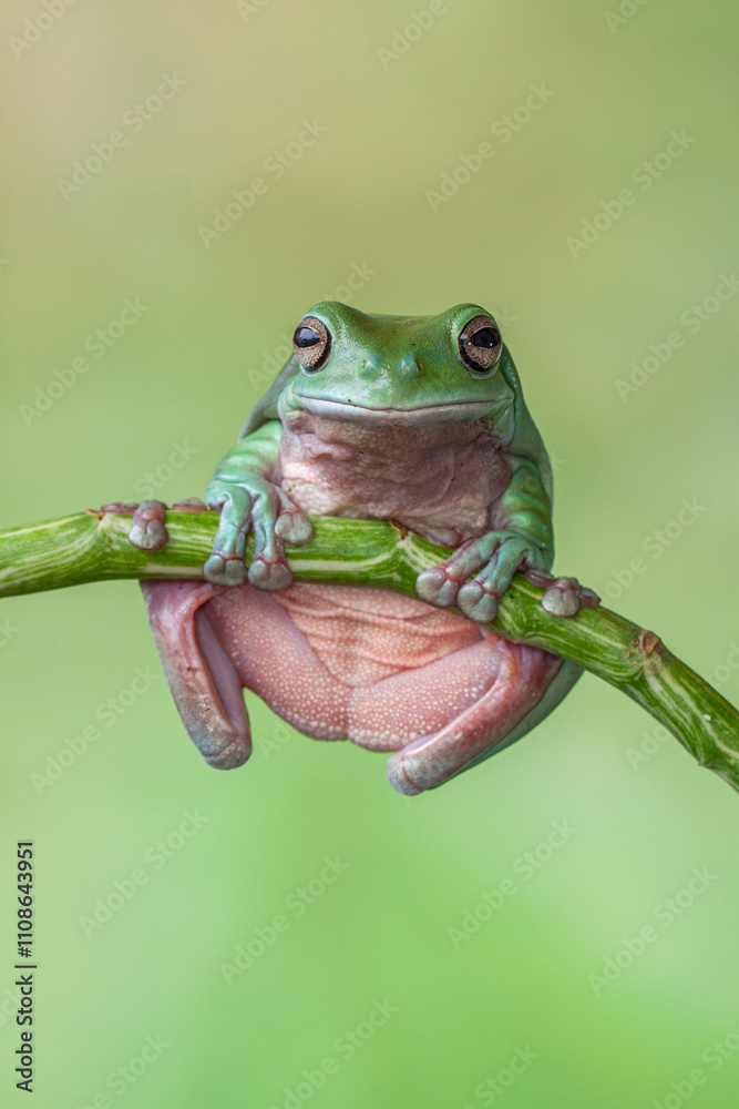 Obraz premium The Australian green tree frog (Ranoidea caerulea/Litoria caerulea), also known as simply green tree frog in Australia, White's tree frog, or dumpy tree frog