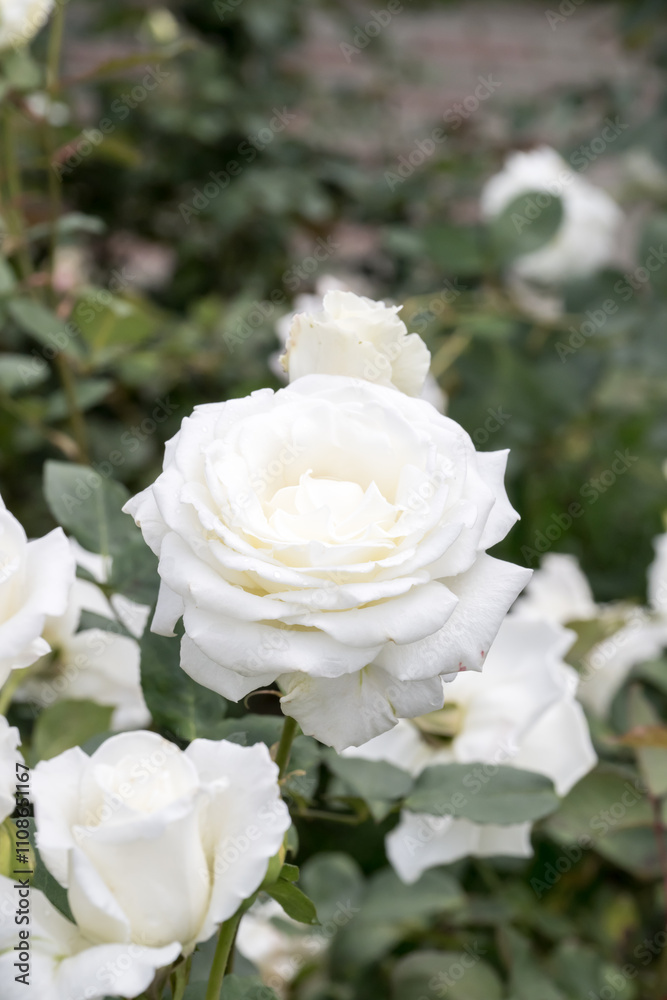 Beautiful roses in garden. Beautiful roses in garden.