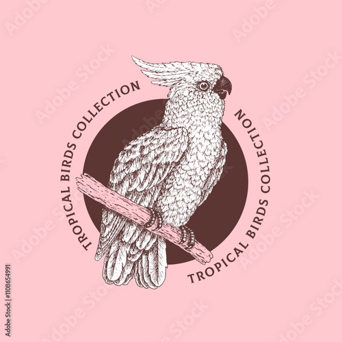 Vintage parrot illustration