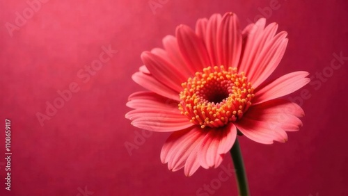 A pink gerbera daisy stands tall, its vibrant petals contrasting beautifully with a deep red background, celebrating the essence of nature. Generative AI