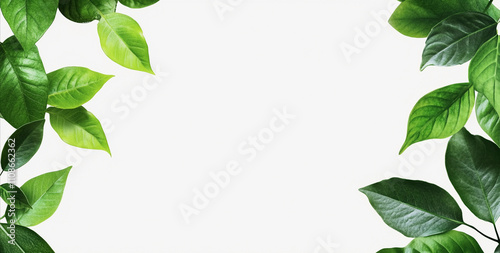 Corners with green leaves : Natural Green Leaf Corners for Frames, Borders, and Eco Designs